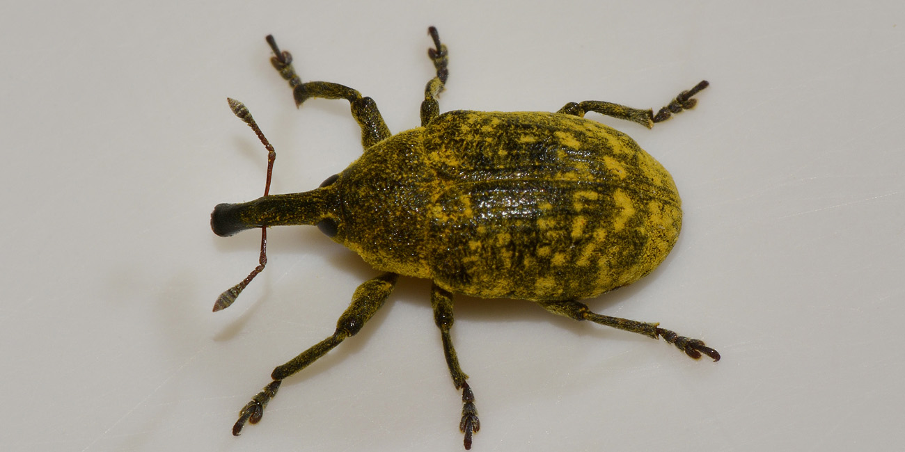 Curculionidae: Larinus sp?  S !,  Larinus (Phyllonomeus) sturnus